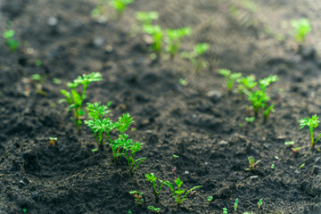 Young leaves of a carrot growing in the soil close-up