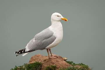 European herring gull (Larus argentatus) on the UK coast