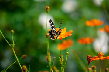 アゲハとコスモス