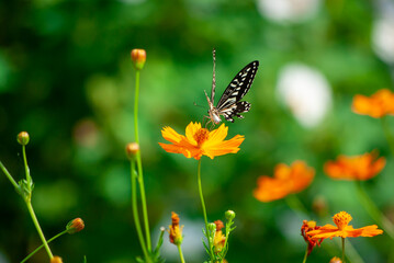 アゲハとコスモス
