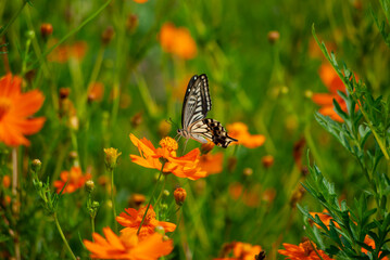 アゲハとコスモス
