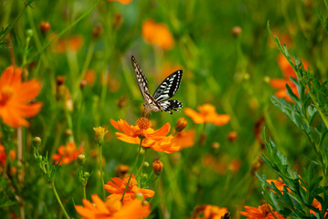 アゲハとコスモス