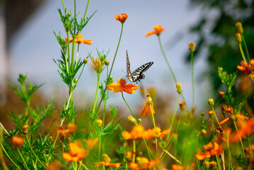 アゲハとコスモス