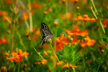 アゲハとコスモス
