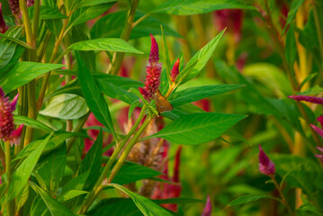 セセリチョウと花