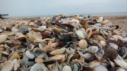 A pile of sea shells on the beach
