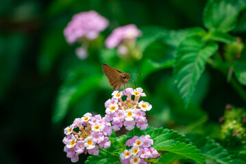 蜜をすうセセリチョウとランタナ