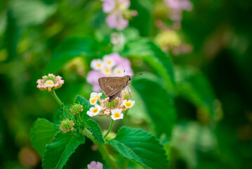 蜜をすうセセリチョウとランタナ
