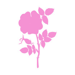 Wild rose, briar, hand drawn dogrose berry vector illustration isolated on white background, decorative rosehip colorful silhouette for design cosmetic, natural medicine, herbal tea, health food