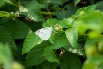 モンシロチョウと花