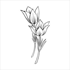 Lumbago meadow, Pulsatilla flower ink sketch, Vector Pasque flower isolated on white, floral line art illustration, Botanical drawing of Perennial poisonous flowering plant for design phytotherapy