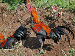 A typical Indonesian rooster has red and black feathers.