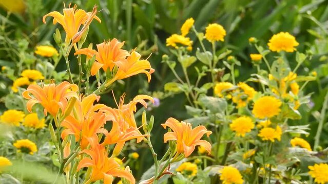 ユリの種類はイロイロ、なかでも黄色い花は遠くからでも眼に入ります