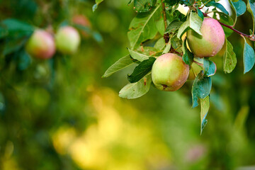 Copy space with apples growing on a tree branch for harvest in a sustainable orchard outside on sunny day. Juicy, nutritious and ripe produce cultivated seasonally and organically in a fruit garden