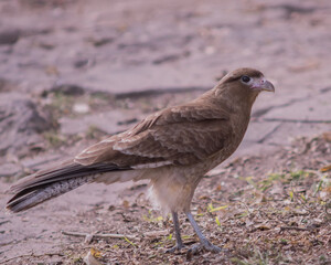 Phalcoboenus Chimango (1)