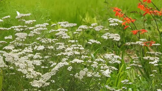 珍しい「アジョワン」の花です。アジョワンというスパイスはあまり知られていませんがインドではどこの家庭にもあります。