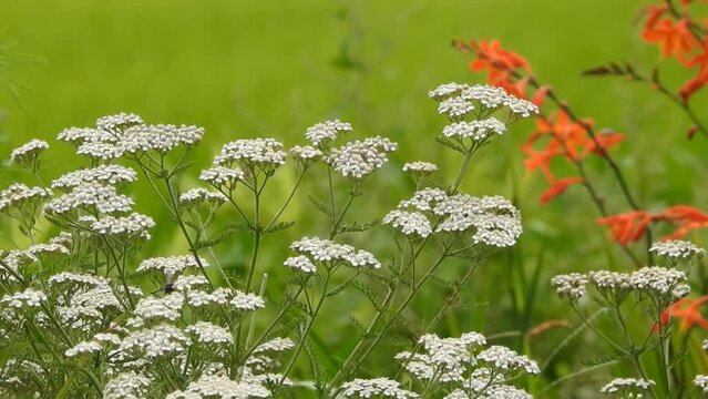 珍しい「アジョワン」の花です。アジョワンというスパイスはあまり知られていませんがインドではどこの家庭にもあります。