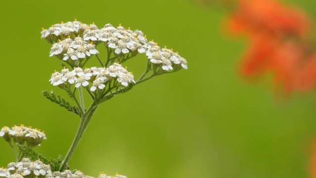 珍しい「アジョワン」の花です。アジョワンというスパイスはあまり知られていませんがインドではどこの家庭にもあります。