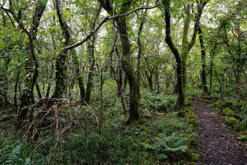 Fototapeta na wymiar autumn pathway through thick wild forest