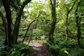 refreshing dense forest in the sunlight