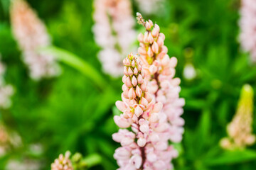Lupine flowers growth on the field. Shallow depth of field. Selective focus.