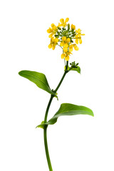 コマツナ　Brassica rapa var.perviridis