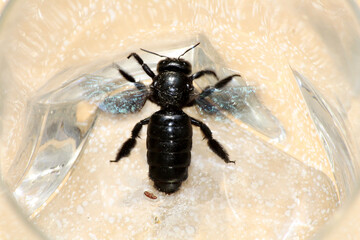 Oriental carpenter bee (Xylocopa nasalis) or (Xylocopa (Biluna) nasalis) trapped inside a glass vessel : (pix SShukla)