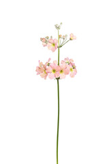 Fototapeta na wymiar サクラソウ　Primula sieboldii