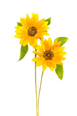 Naklejka premium ヒマワリ