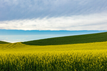 yellow field of canola flowers or rapeseed field against a green wheat field.