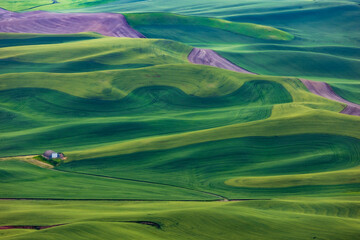 lush green  rolling hills of farm land of wheat and rapeseed during summer .  abstract like...
