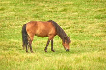 Naklejka na ściany i meble Brown horse eating grass in a meadow near the countryside. One stallion or pony grazing on an open field with spring green pasture. Chestnut livestock enjoying the outdoors on a ranch or animal farm