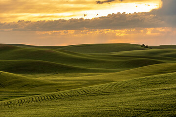 Obraz premium lush green rolling hills of farm land of wheat and rapeseed during summer . abstract like landscape of different hues of green and other colors in East Washington.