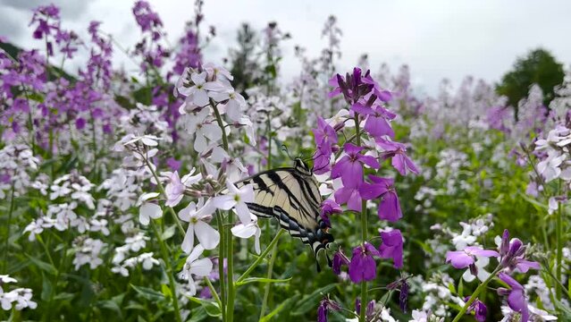A butterfly moves among a patch of flowers in Kellogg, Idaho. 
