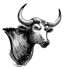 Bull's head, ink black and white drawing
