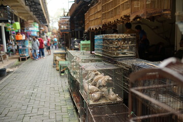 animal market, buying and selling exotic birds in cages