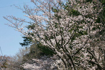 万福寺檜山公園の桜（神奈川県川崎市麻生区万福寺2丁目）