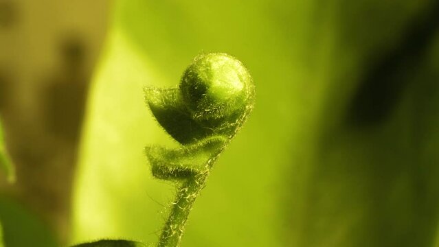 Baby fern unfurl on vivid green background.  New energetic growth of Nephrolepis Falcata Furcans 'Fishtail Fern' spreading out.