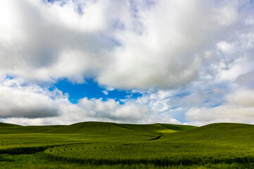 lush green  rolling hills of farm land of wheat and rapeseed during summer .  abstract like landscape of different hues of green and other colors  in East Washington.