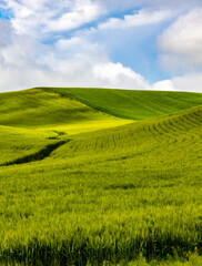 Obraz premium lush green rolling hills of farm land of wheat and rapeseed during summer . abstract like landscape of different hues of green and other colors in East Washington.