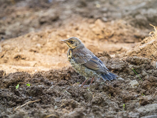 A fieldfare chick, Turdus pilaris, has left the nest and sitting on the spring lawn. A fieldfare...