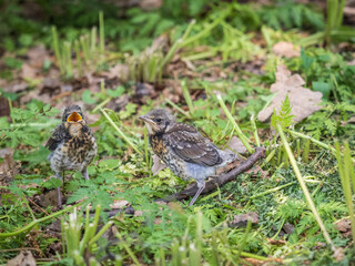 Two fieldfare chicks, Turdus pilaris, have left the nest and are sitting on the spring lawn....