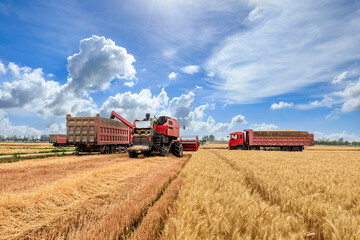 Combine harvester dumps harvested wheat into truck. Farm scene. farming harvest season. © ABCDstock