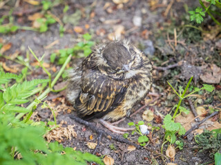 A Redwing chick, Turdus iliacus,, has left the nest and sitting on the spring lawn. A Redwing chick, a bird in the thrush family, sits on the ground and waits for food from its parents.
