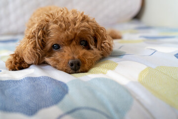 こっちを見て何か言いたげなトイプードル