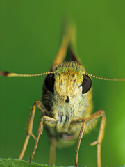 close-up butterfly on leaf