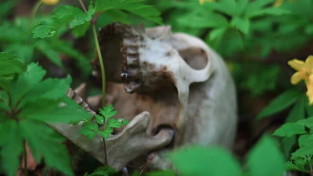 a human skull is lying in the grass