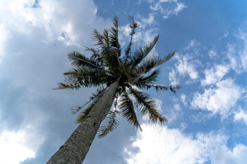 palm tree coconut tree under the blue sky during daytime