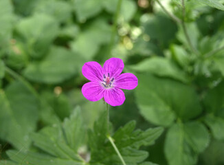 Forest geranium (Geránium sylváticum), in the forest among green grass