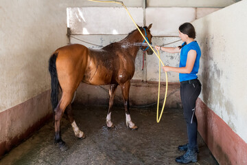 Young brunette washing horse in box